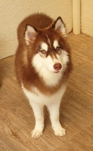 Bulma, a beloved Husky and the inspiration behind PawSivo